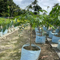 Indian Hog Plum plant [Misti Amra]